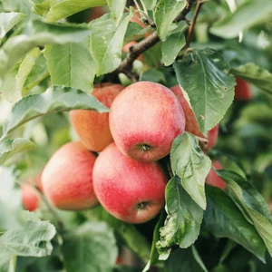 Fidan Paketim Fuji Kiku Elma Ağacı
