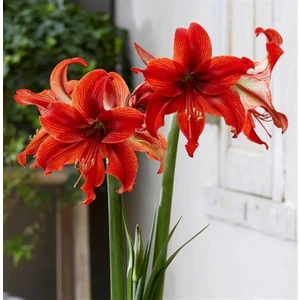 Çiçek Paketim Red Lion Amaryllis  - Güzel Hatun Çiçeği