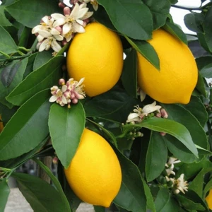 Fidan Paketim Mayer Limon Ağacı
