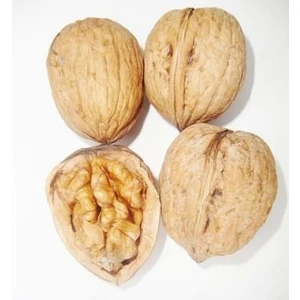 Fidan Paketim Tozlayıcı Ceviz Fidanı Fernette Amerikan Cevizi