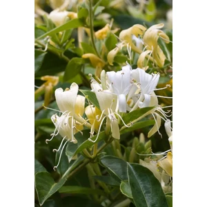 Tüplü Yoğun Kokulu Hanımeli Fidanı