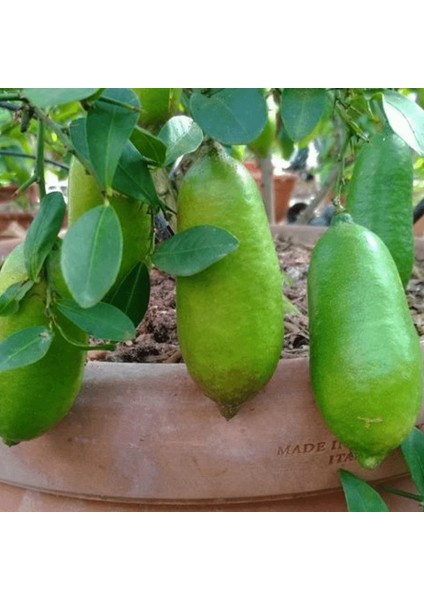 Figerlime Havyar Limon Ağacı