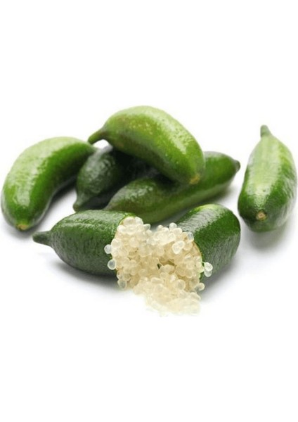 Figerlime Havyar Limon Ağacı