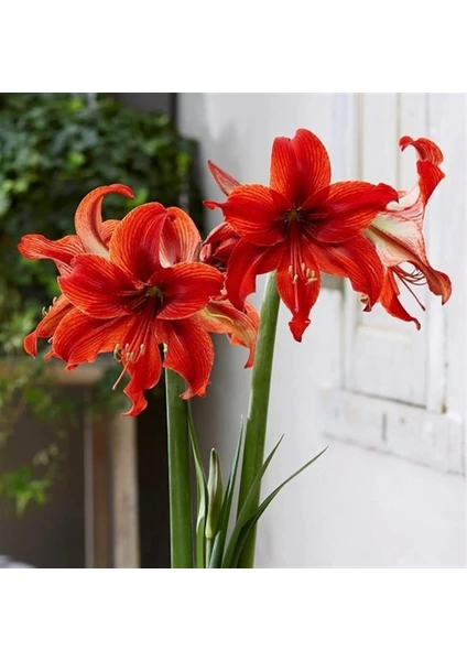 Çiçek Paketim Red Lion Amaryllis  - Güzel Hatun Çiçeği