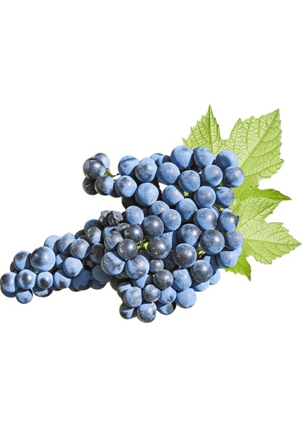 Merlot Üzüm