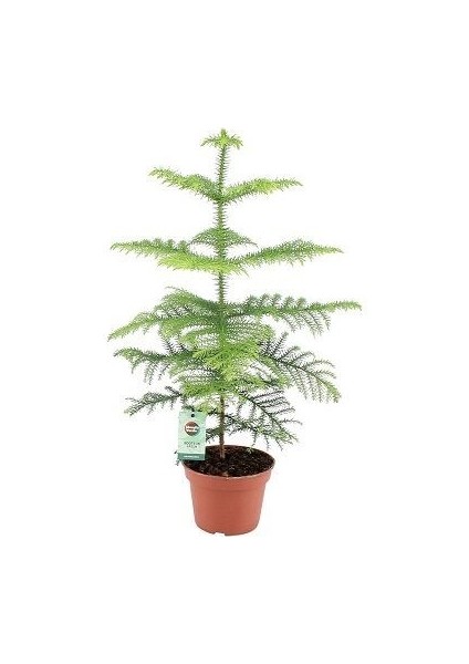 Fidan Paketim Salon Çamı Bitkisi Araucaria Heterophylla