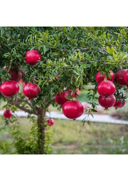 Fidan Paketim Hicaz Nar Ağacı