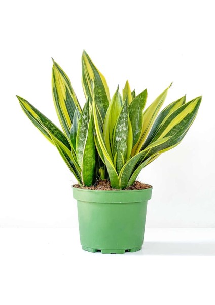 Sarı Paşa Kılıcı Sansevieria Trif. Gold Flame 30 - 40 cm
