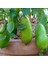 Figerlime Havyar Limon Ağacı 1