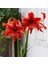 Çiçek Paketim Red Lion Amaryllis  - Güzel Hatun Çiçeği 1