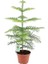 Fidan Paketim Salon Çamı Bitkisi Araucaria Heterophylla 1