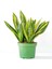 Sarı Paşa Kılıcı Sansevieria Trif. Gold Flame 30 - 40 cm 1
