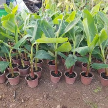 Berke Fidancılık Kırmızı Muz Fidanı Özel Ürün 50 - 60 Cm 1 Litrelik Saksıda