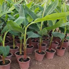 Berke Fidancılık Mavi Muz Fidanı Özel Ürün 50 - 60 Cm 1 Litrelik Saksıda