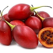 Fidancıyız Domates Ağacı Tamarillo Meyvesi Fidanı ( 1 M İle 1,5 M ) Meyve Verme Yaşında