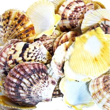 Cici Deniz Kabuğu Pecten 50 G