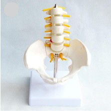 Fizyofiplus Omurga Pelvis Maketi Model 25