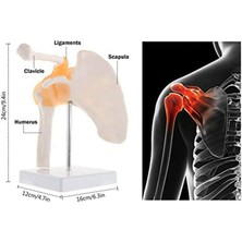 Fizyofiplus Omurga Omuz Maketi Model 30