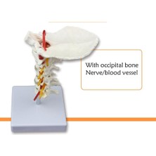 Fizyofiplus Omurga Boyun Maketi Model 21