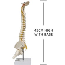 Fizyofiplus Omurga Maketi 45 cm Model 13