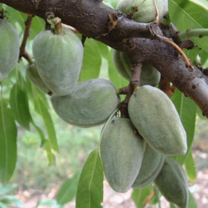 Fidan Paketim Ferraduel Badem Ağacı