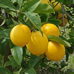 Fidan Paketim Bomba Limon Ağacı