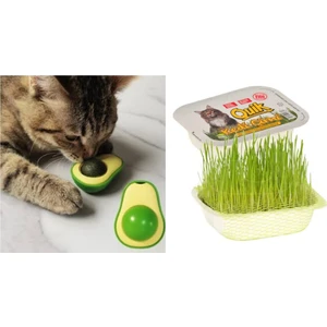 Avokado Catnip Kedi Otu (Kedi Nanesi) ve Quik Kedi Çimi
