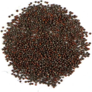 Kahverengi Hardal Tohumu 100 gr