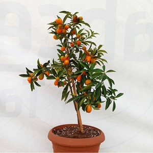 Saksılı KAMKAT50 cm Meyveli Ev Bitkisi Ofis Bitkisi