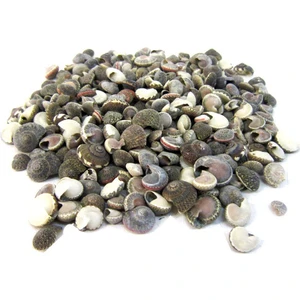 Yatay Helezonik Salyangoz Kabuğu 100 G