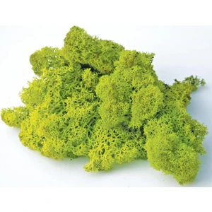 Yosun Sphagnum Yeşil