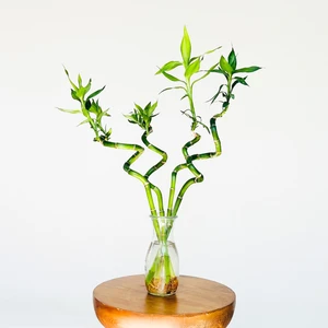 Belce Botanik Lucky Bamboo -Şans Bambusu Küçük 1 Adet 40-55  cm