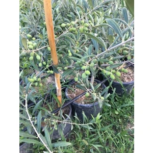 Bol Meyveli Saksıda 3 Yaş Bodur Arbequeinea Ispanyol Zeytin Fidanı 50-70 cm