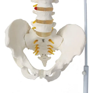 Omurga Maketi 85 cm Model 15
