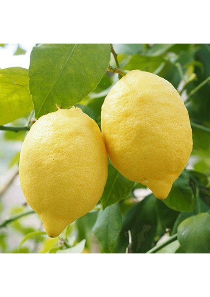 Interdonat ( Enterdonat ) Limon Ağacı