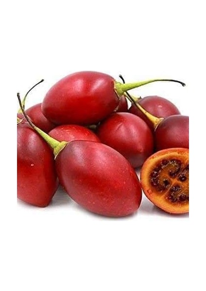 Domates Ağacı Tamarillo Meyvesi Fidanı ( 1 M İle 1,5 M ) Meyve Verme Yaşında