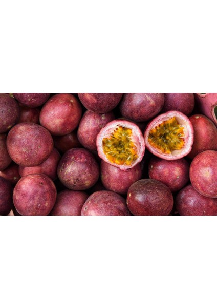 10 Adet Tüplü Mavi Çiçekli Kokulu Passiflora Ağacı Fidanı