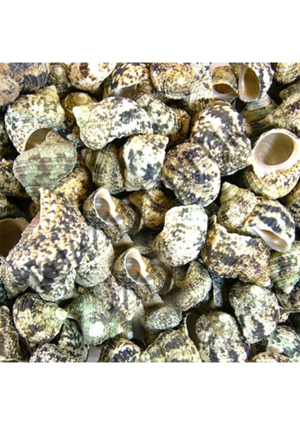 Deniz Kabuğu Bruneus - 5 Adet