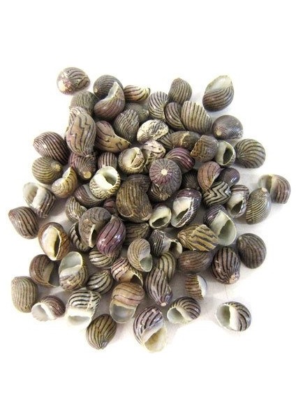 Deniz Kabuğu Nerita 50 G