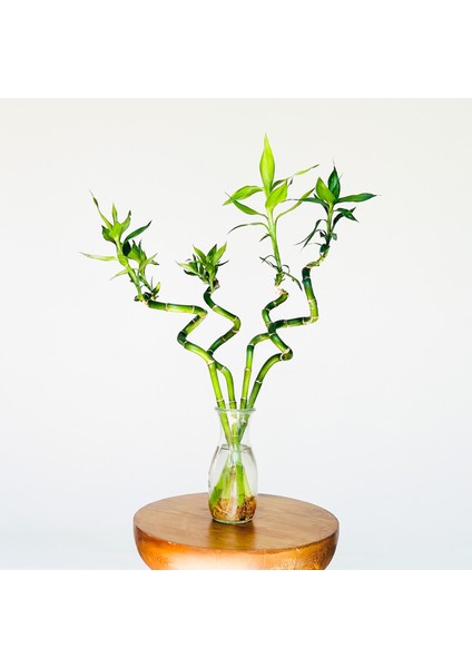 Lucky Bamboo -Şans Bambusu Küçük 1 Adet 40-55 cm