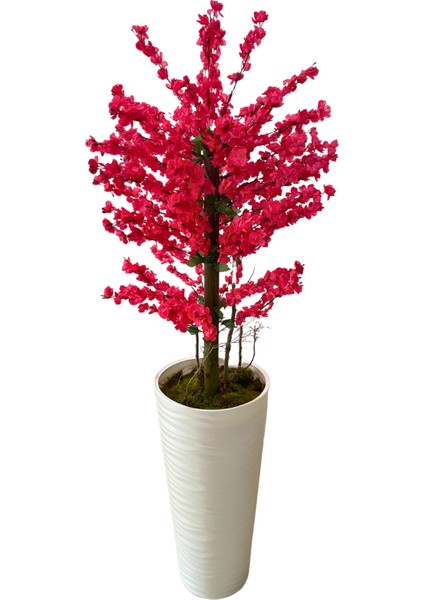 Fuşya Bahardalı 200 cm Yapay Ağaç 80X40 Beyaz Kumsal Saksı