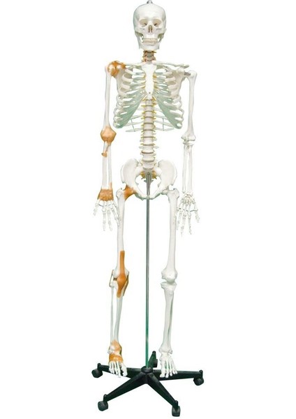 Tam İskelett Maketi 170 cm Model 11