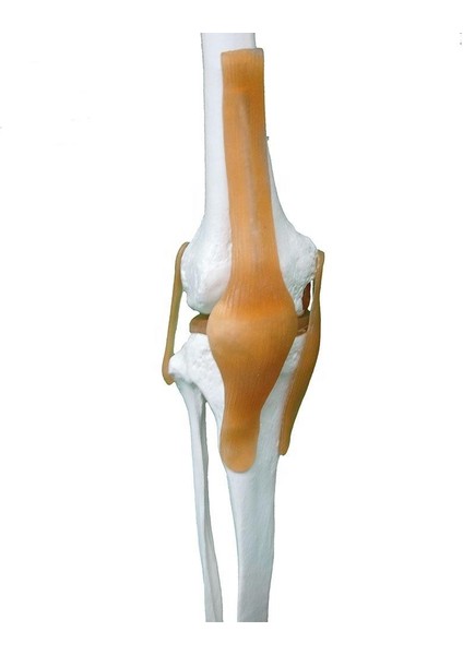Tam İskelett Maketi 170 cm Model 11