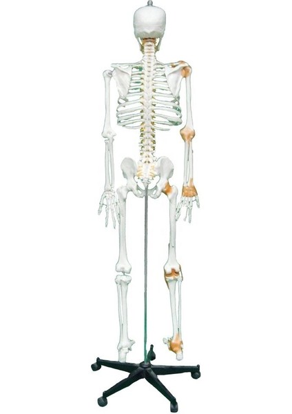 Tam İskelett Maketi 170 cm Model 11