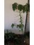 Papaya Meyvesi Fidan 2