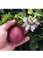 10 Adet Tüplü Mavi Çiçekli Kokulu Passiflora Ağacı Fidanı 1