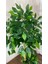 Yapay Benjamin Ağacı Bambu Gövdeli 125CM 4
