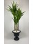 Yucca 220 cm Yapay Bitki Siyah 1