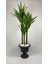 Yucca 220 cm Yapay Bitki Siyah 2