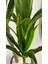 Yucca 220 cm Yapay Bitki Siyah 5